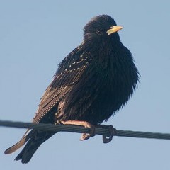 Prečo by nemali byť vtáky elektricky napájané, keď sedia na drôtoch?