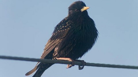 Prečo by nemali byť vtáky elektricky napájané, keď sedí na drôtoch?