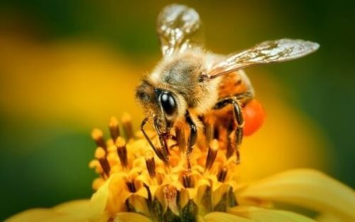 Včela na kvetine